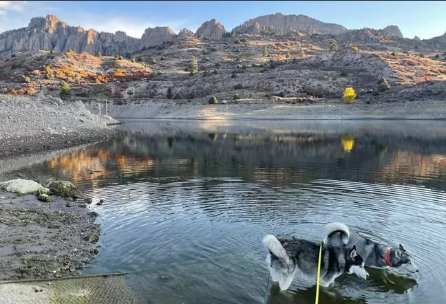 Dog on a leash in a shallow pond with rocky hills in the background.