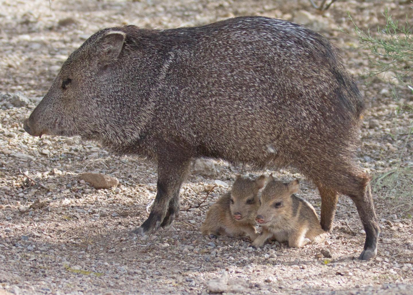 Collared peccary mother standing with two newborns laying underneath heron a rocky ground.