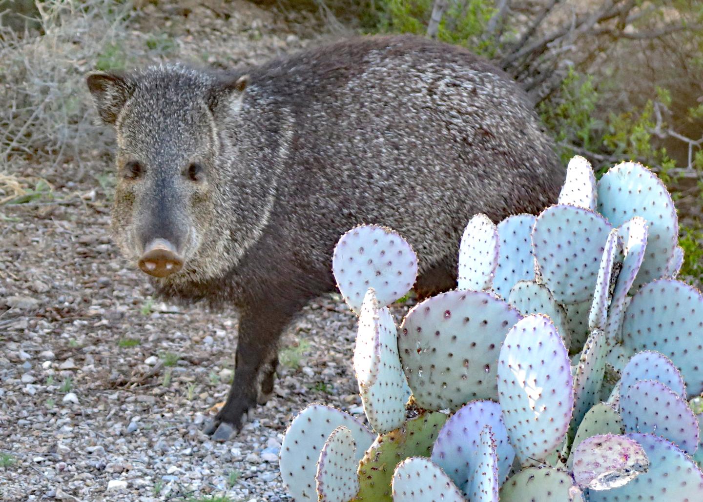 Javelina stands near prickly pear cactus in a desert setting.