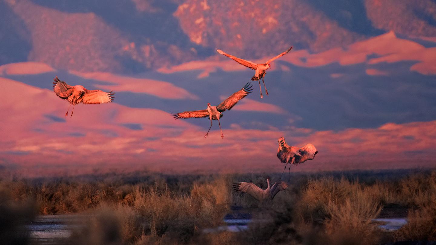 Birds flying over a desert landscape at sunset.
