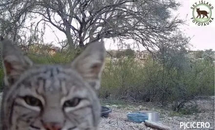 Bobcat peering into the camera in a wooded area.