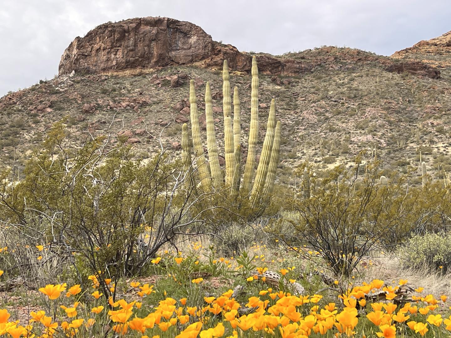 Desert landscape with blooming orange flowers and tall cacti under cloudy skies.