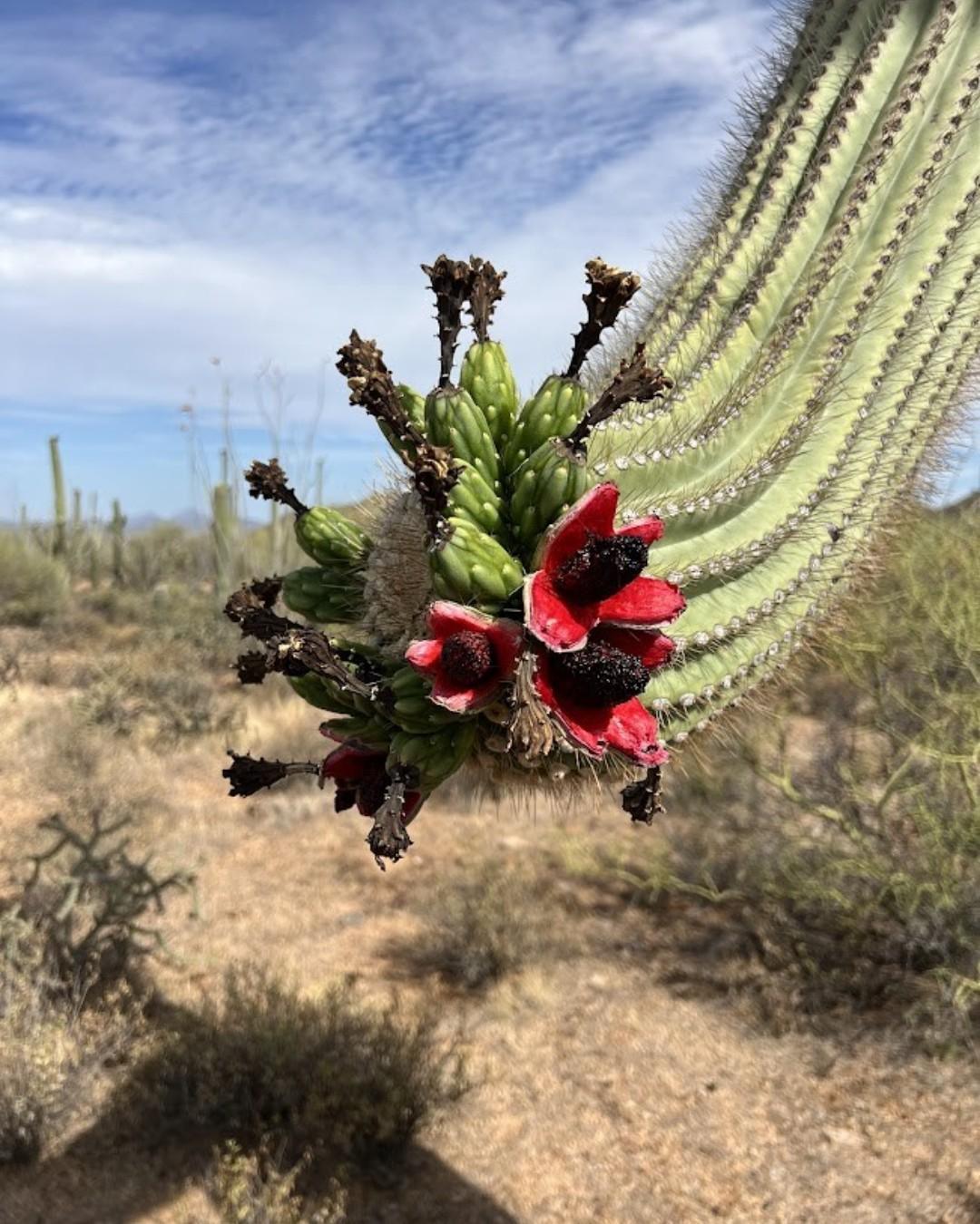 Saguaro cactus arm with red blooms in a desert landscape.