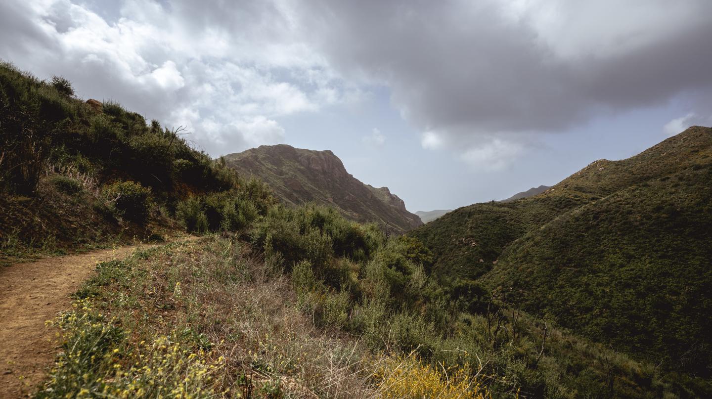 Mountain trail under cloudy sky with green hills and scattered flowers.