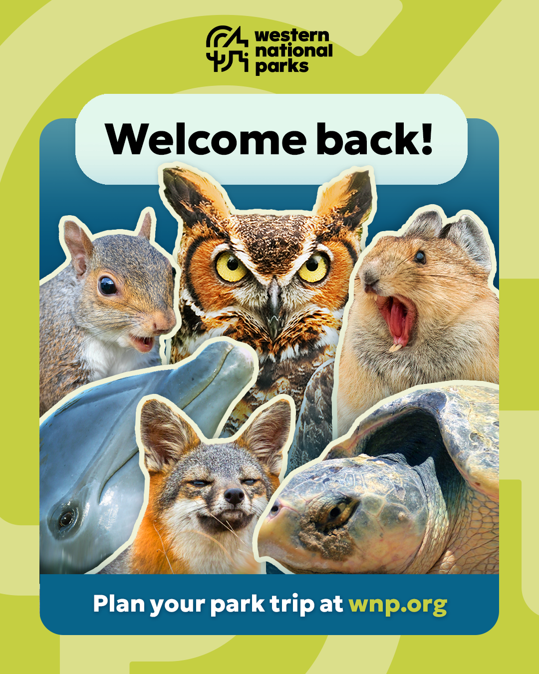 Collage of animals including owl, squirrel, dolphin, fox, and turtle under "Welcome back!"