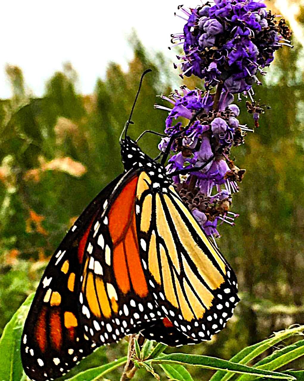 Monarch butterfly on a purple flower with green foliage.