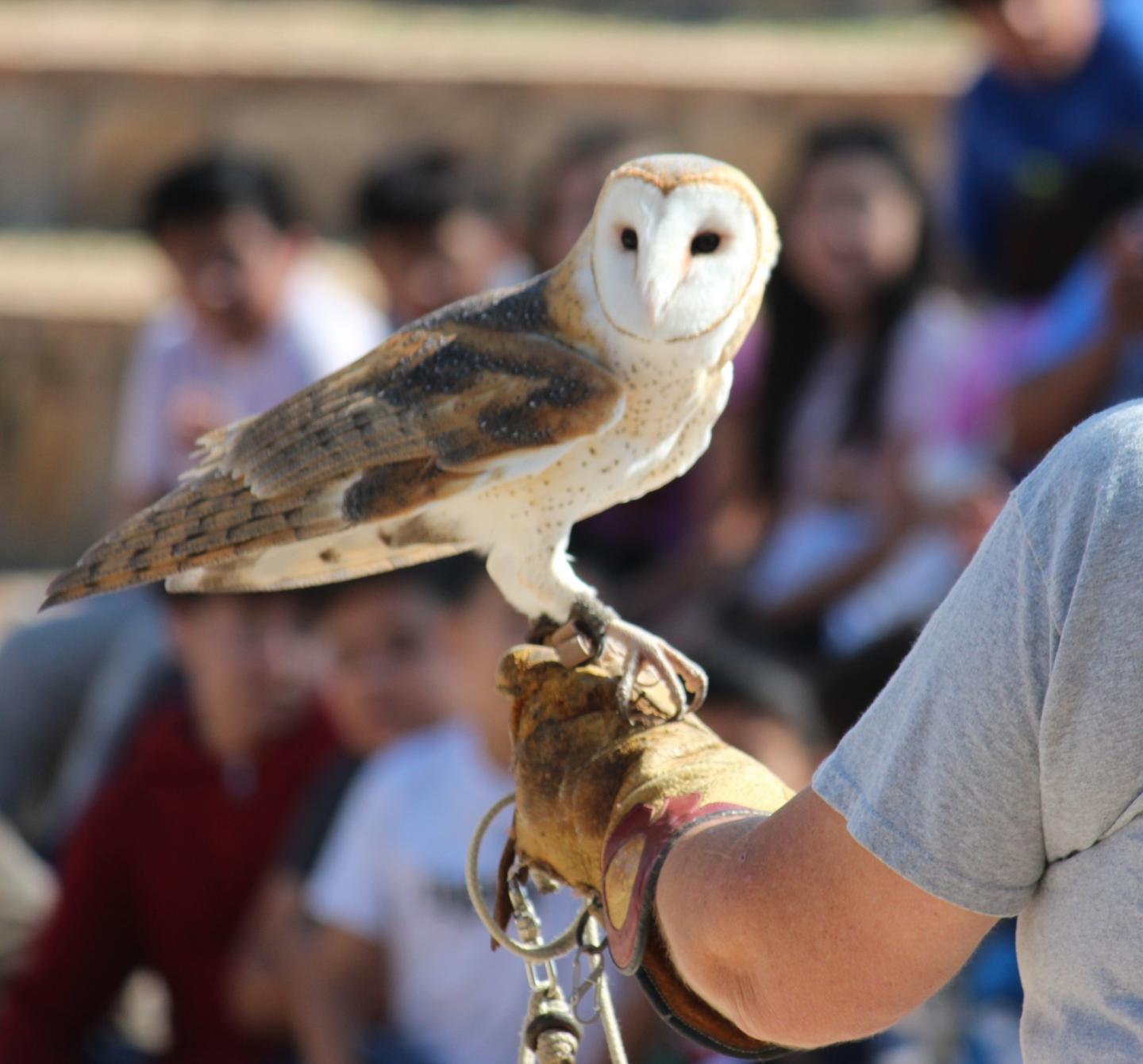 Barn owl perched on a gloved hand, with a blurred audience in the background.