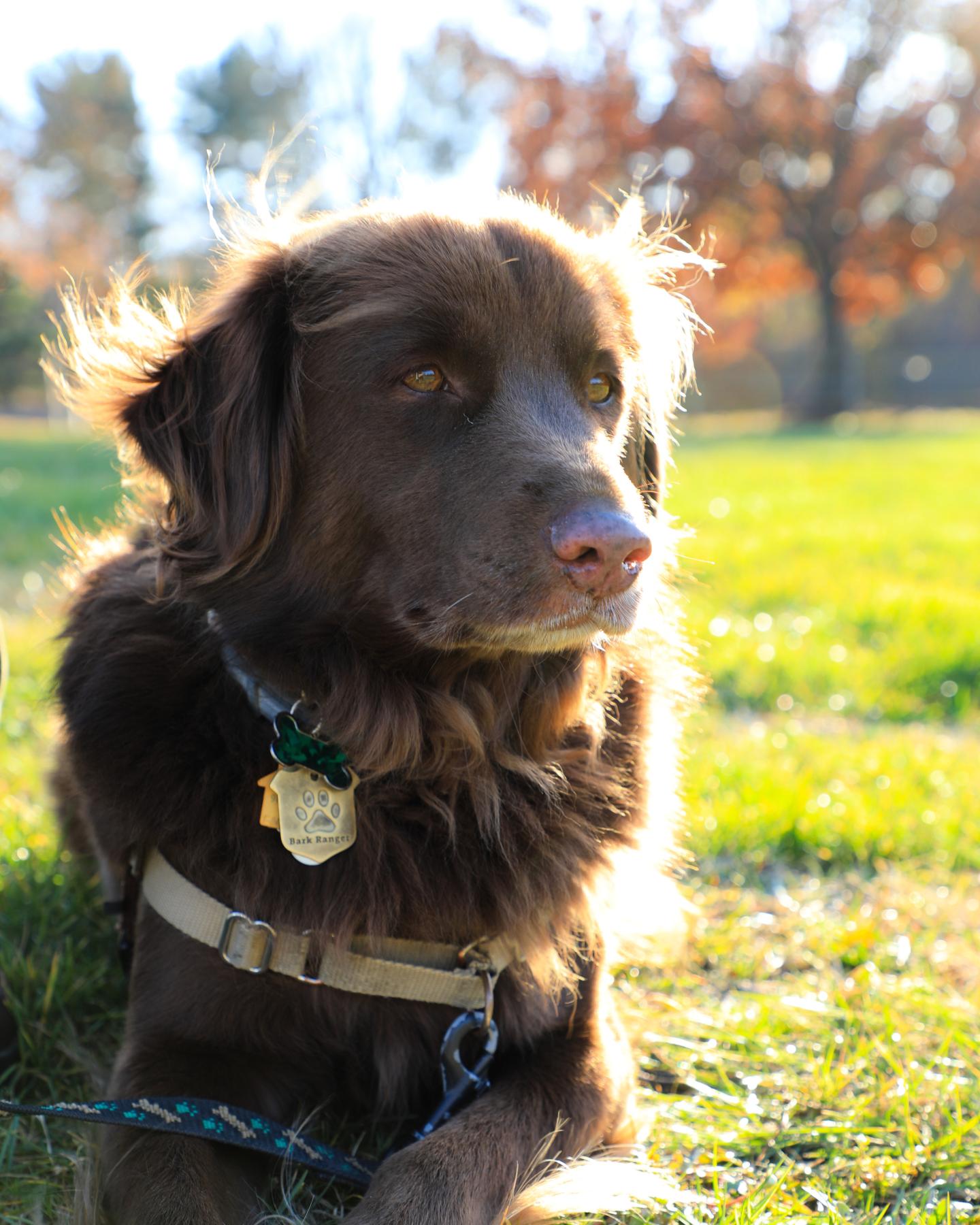 Brown dog lying on grass in sunny park with autumn trees.