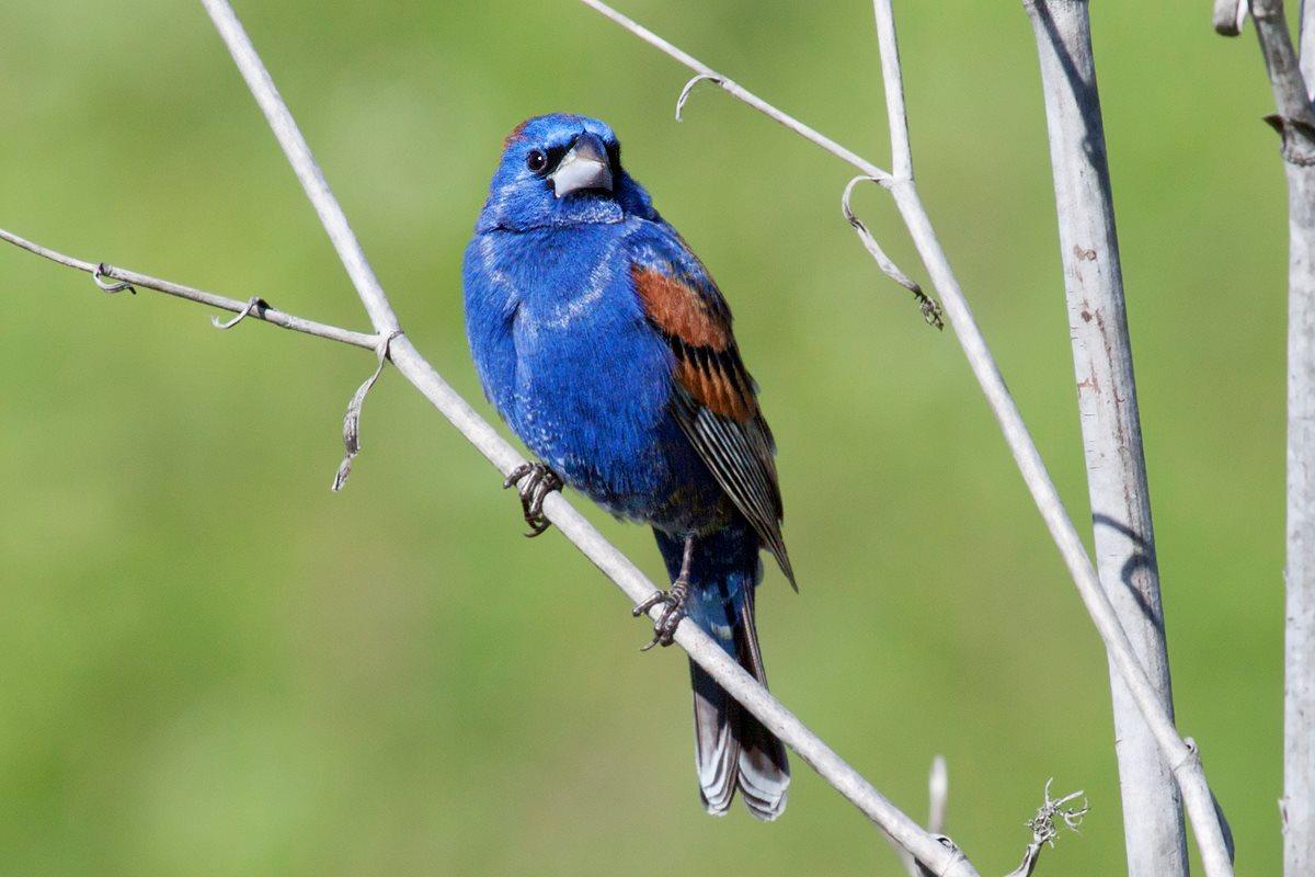 Blue bird perched on a thin branch against a green blurred background.