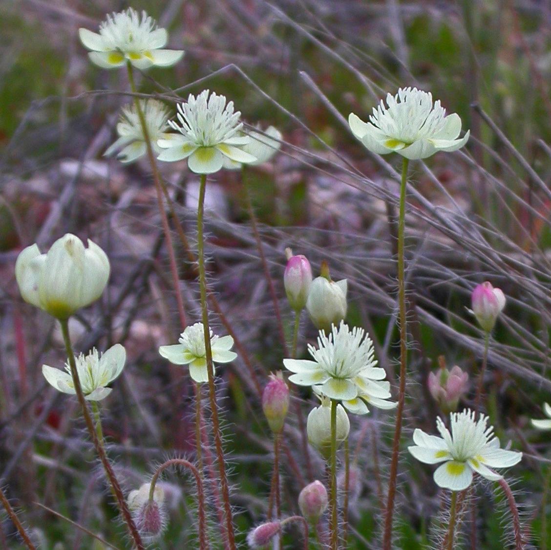 Cream cups, pale wildflowers with long stems on a grassy field.