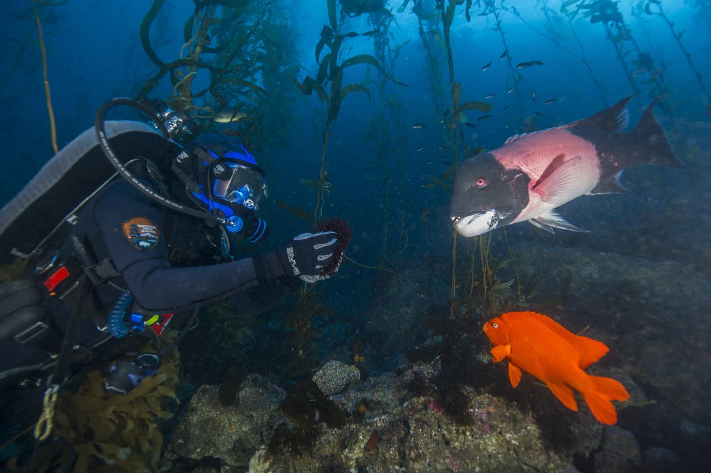 Scuba diver photographing fish underwater among kelp.