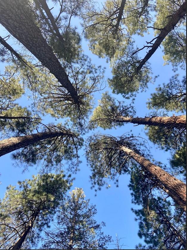Looking up at tall pine trees against a clear blue sky.