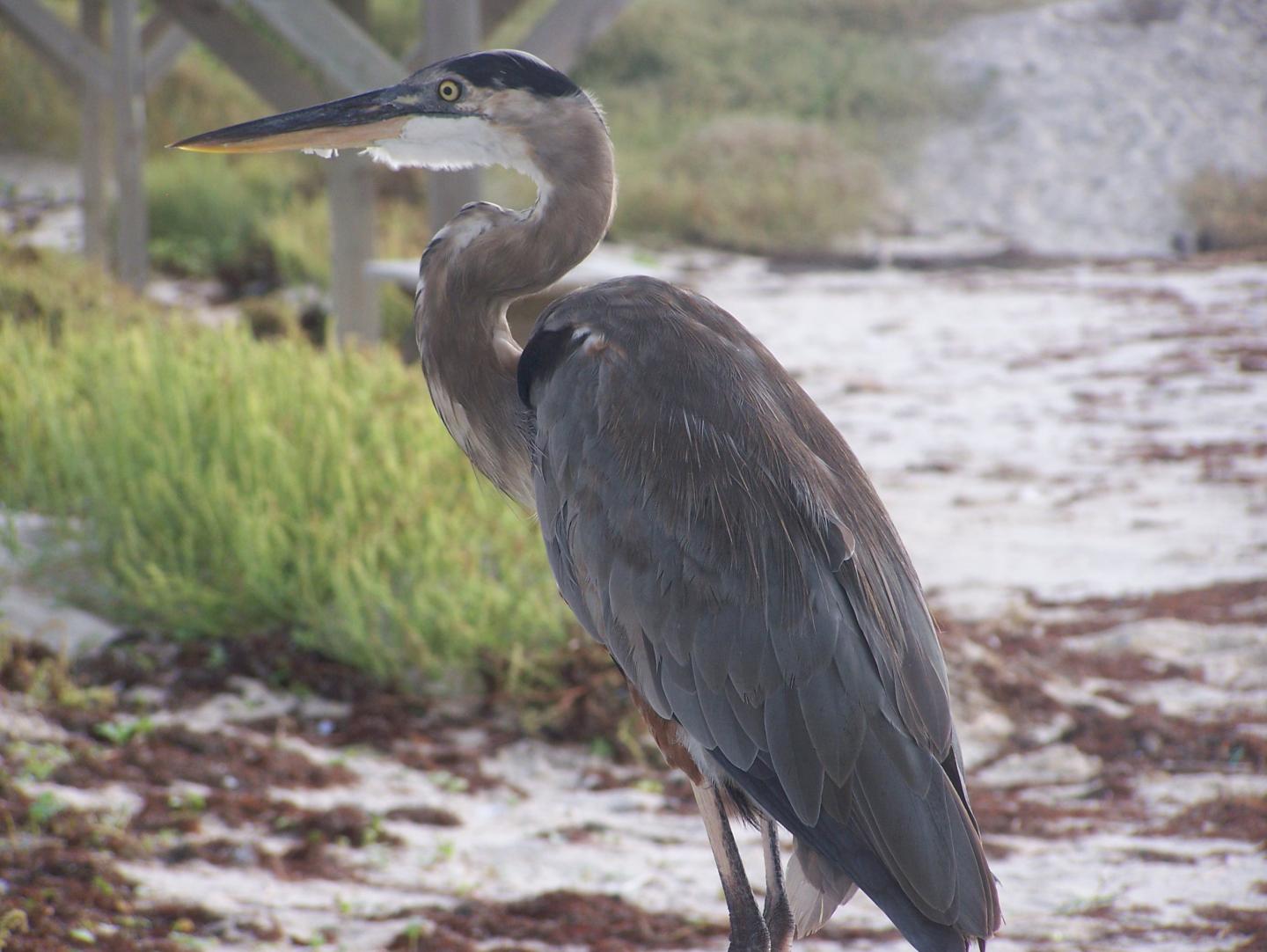 Great blue heron standing on a sandy beach.