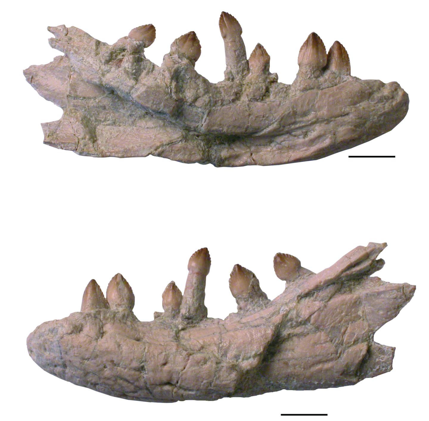Fossil jaws with teeth displayed, viewed from different angles.