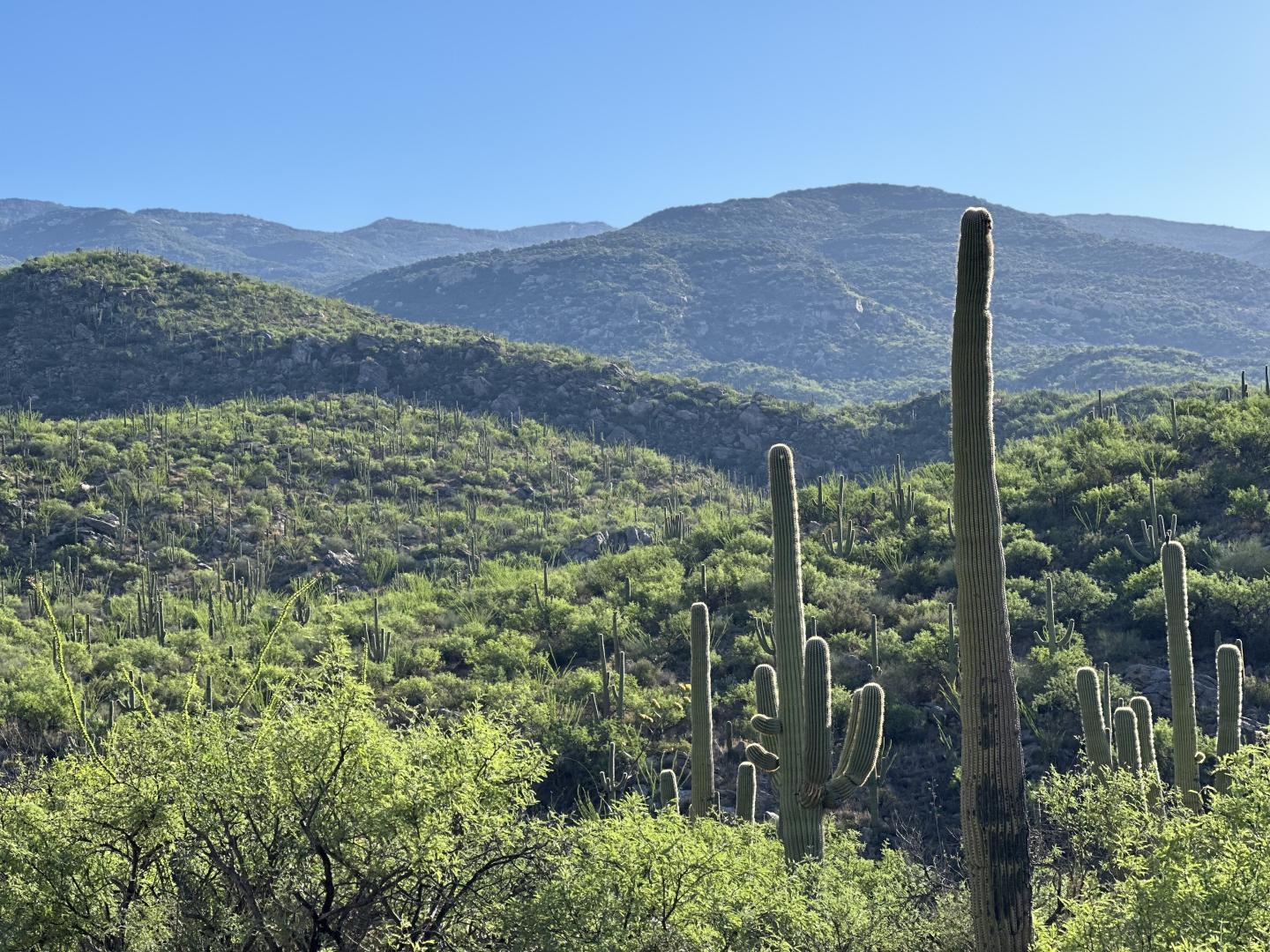 Cacti in a green desert landscape with distant mountains under a clear blue sky.