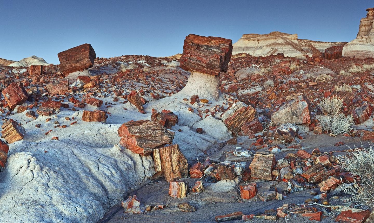 Petrified logs scattered across a rocky desert landscape under a clear blue sky.
