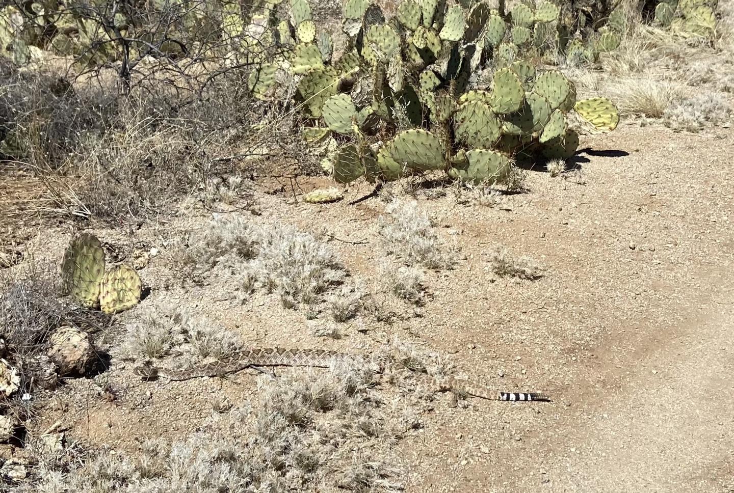 Dry desert landscape with prickly pear cacti and a rattlesnake.