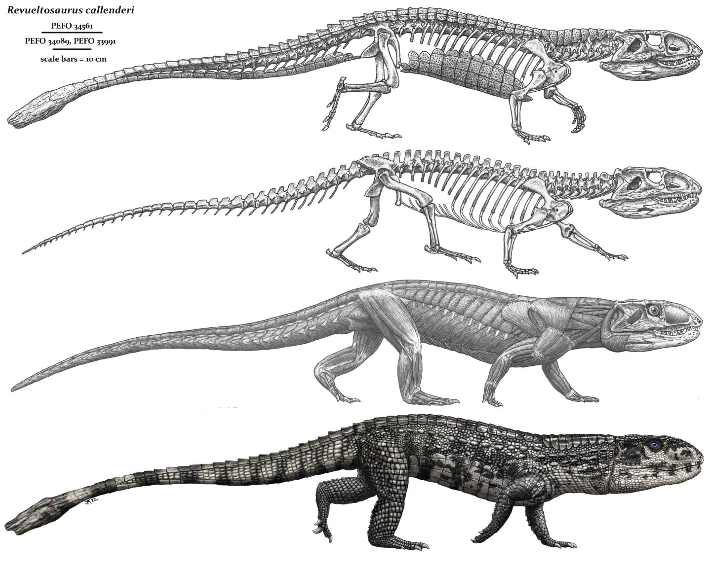 Illustration of a reptile, from skeleton to full color.