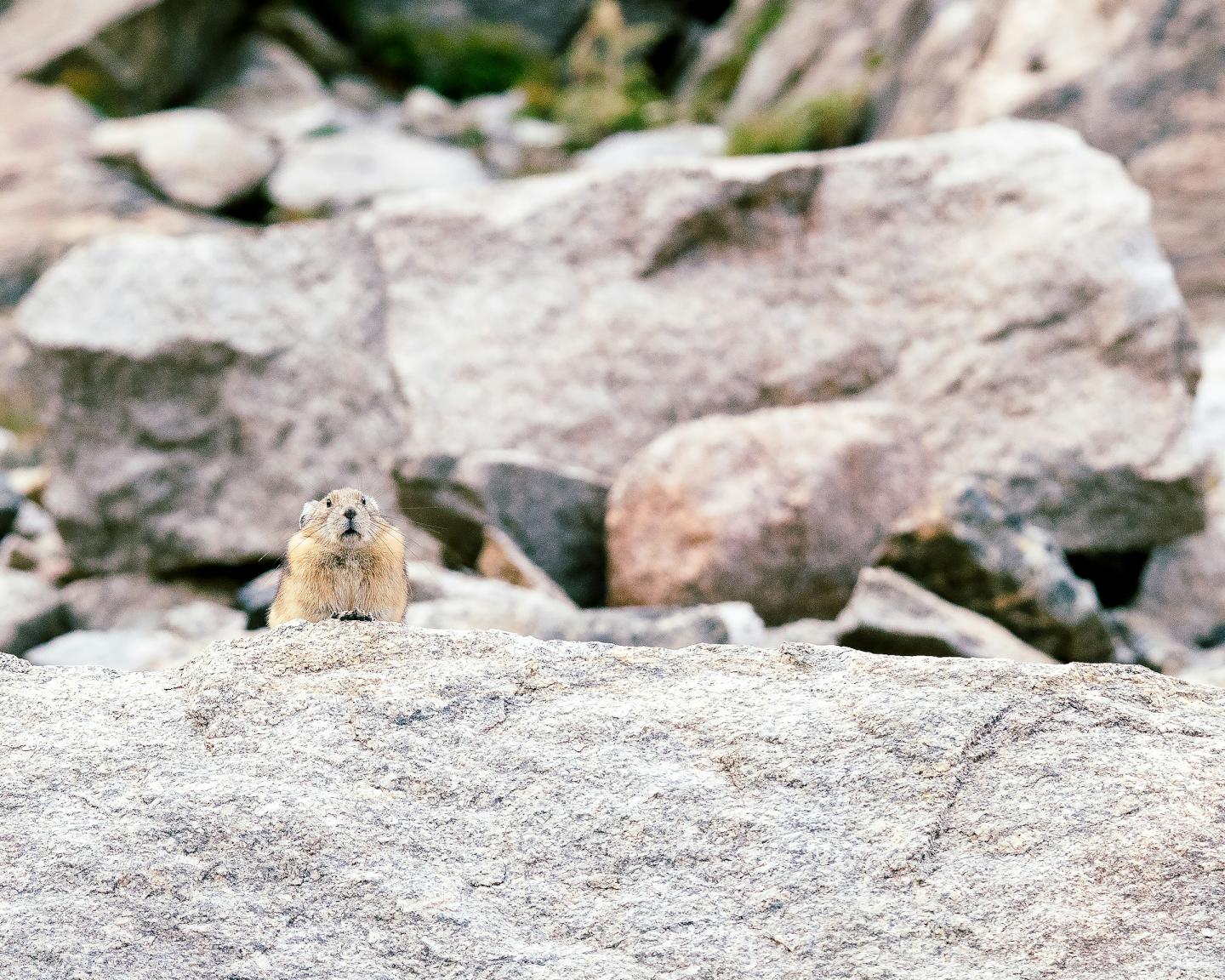 Small rodent peeking over rocks in a rocky landscape.