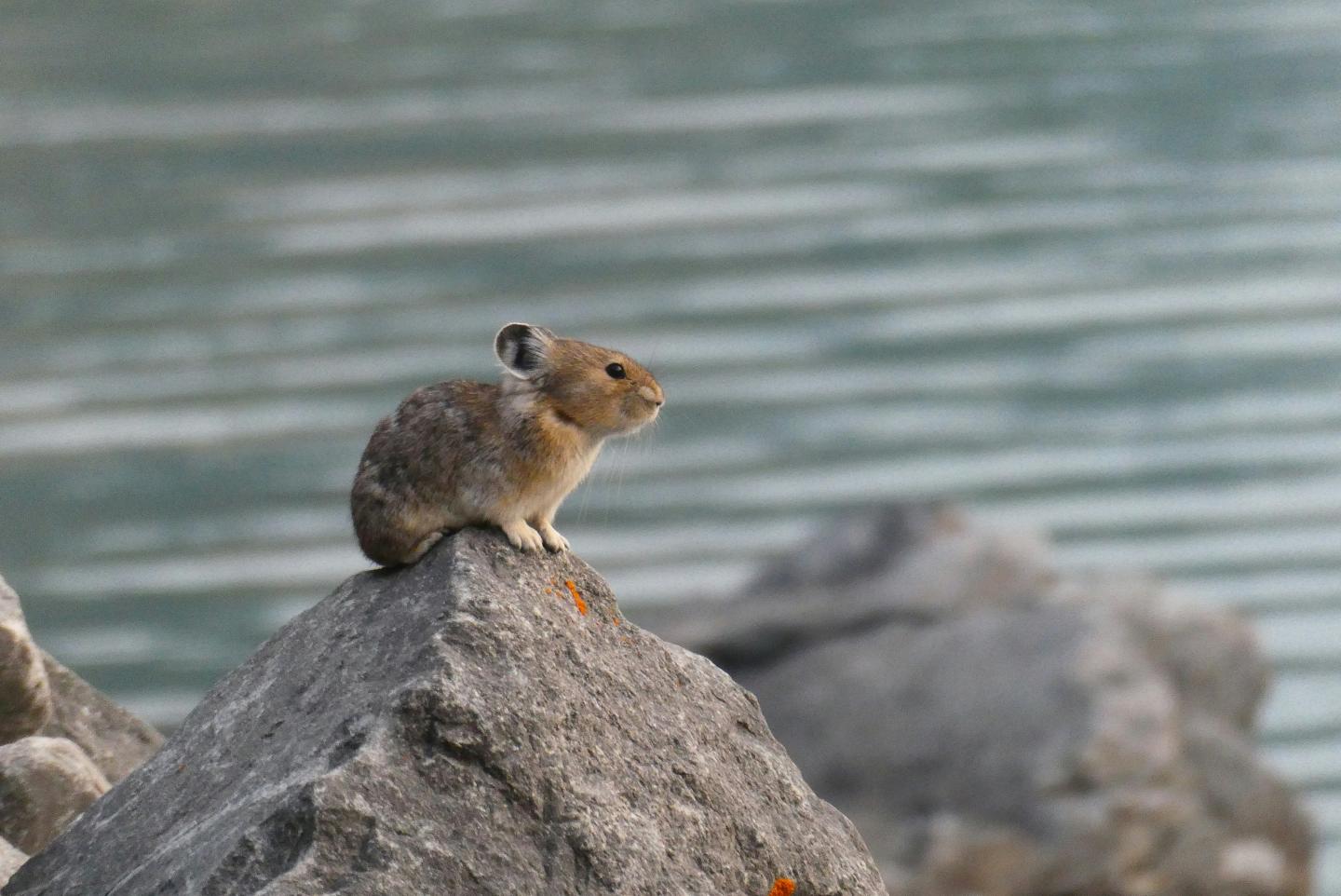 Pika sitting on a rock beside a calm lake.