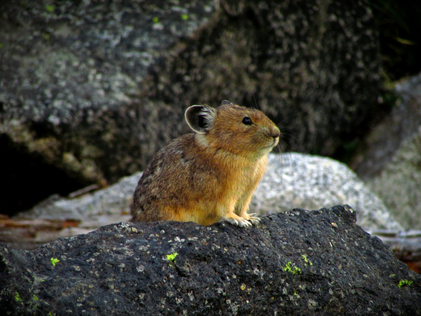 Pika sitting on a rock surrounded by larger stones.
