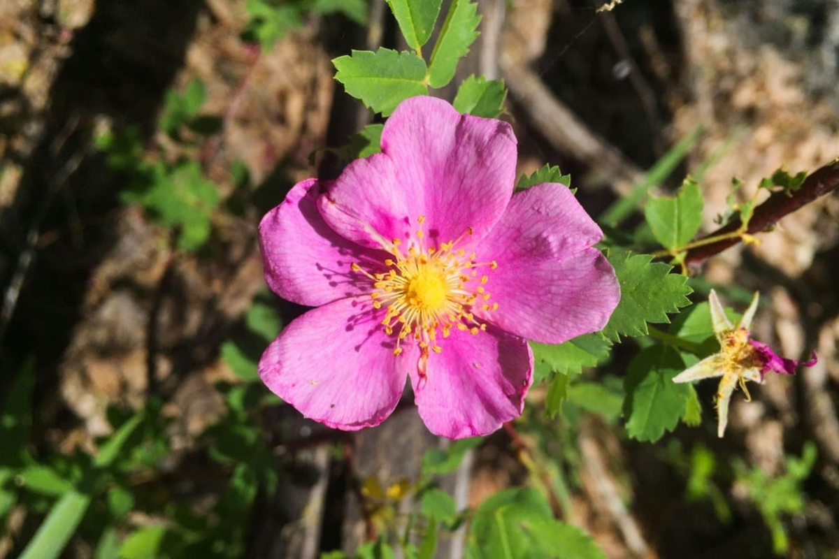 Pink wild rose with yellow center, surrounded by green leaves and buds.
