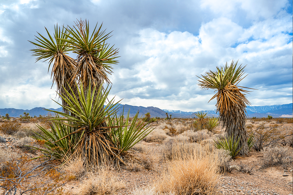 Desert landscape with two Joshua trees under a cloudy sky.