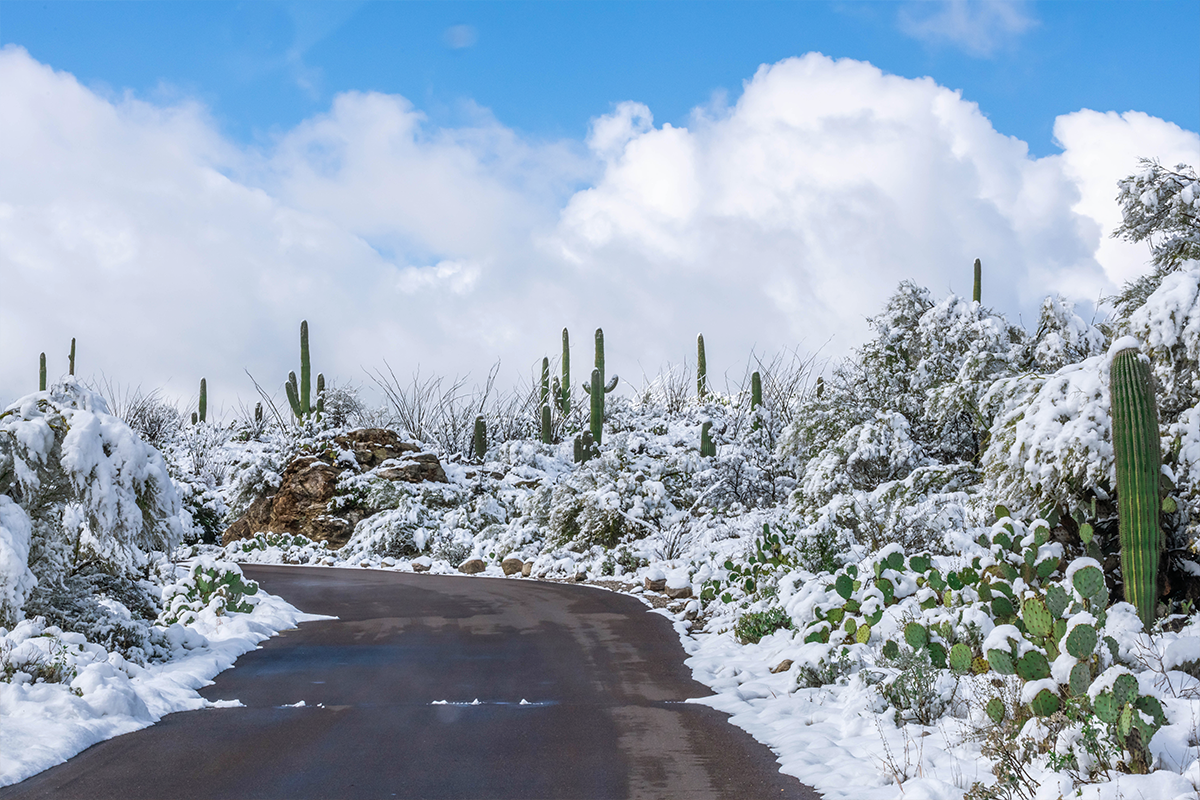 Snow-covered desert landscape with cacti and a cloudy blue sky.