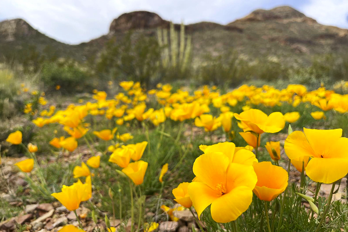Yellow poppies blooming in a desert landscape with distant mountains.