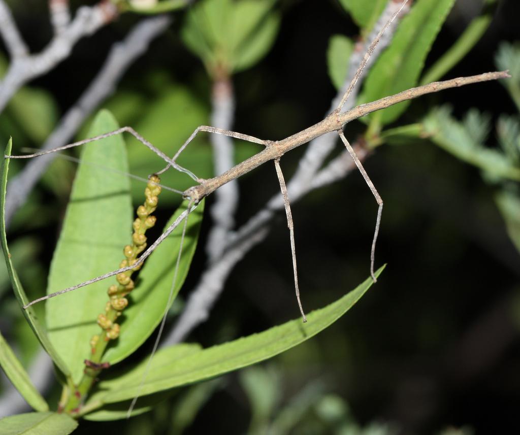 Stick insect camouflaged among green leaves and twigs.