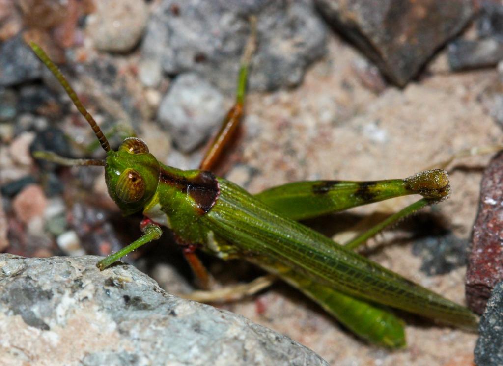 Green grasshopper on rocky ground.