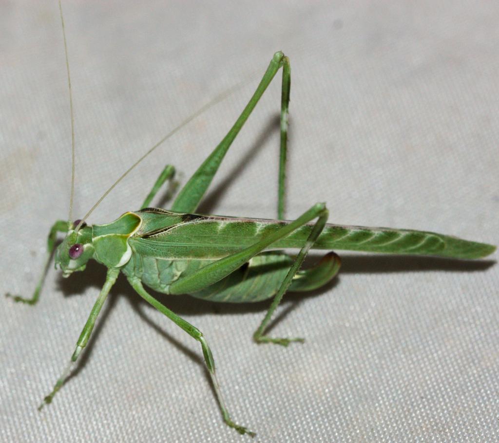 Green katydid with long antennae on a light surface.