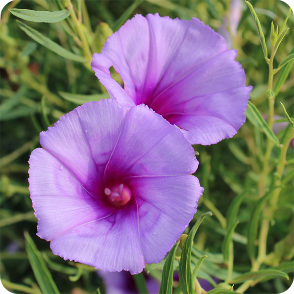Purple morning glory flowers with green leaves.