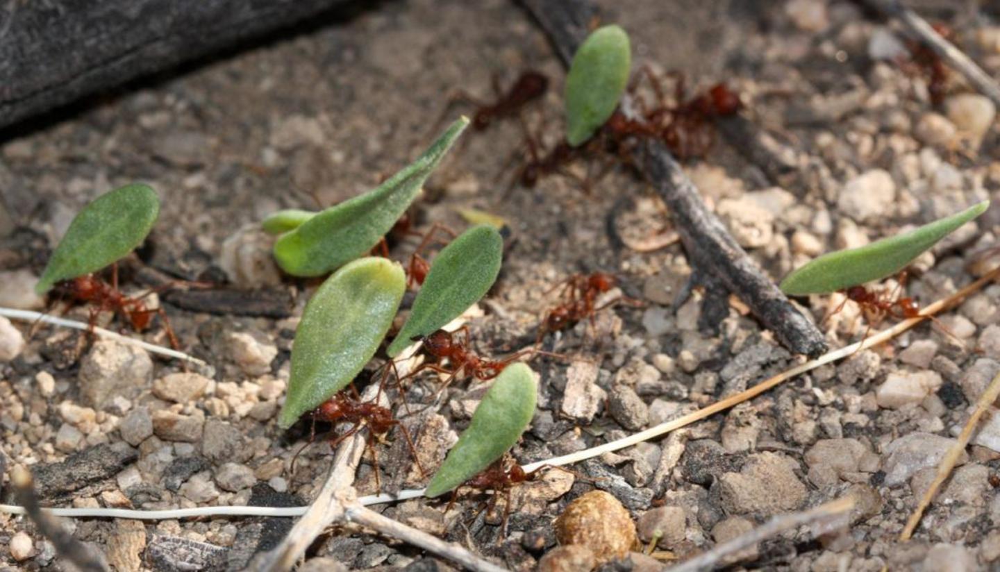 Leafcutter ants carrying green leaves on rocky ground.