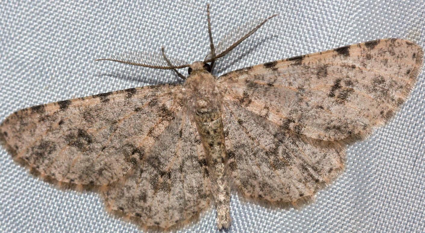 Brown moth on textured grey surface.