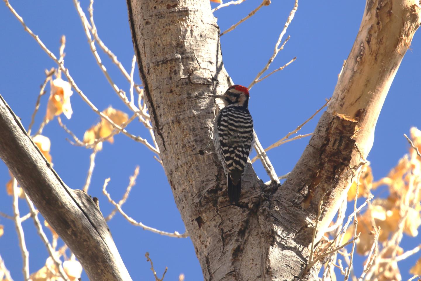 Ladder-backed woodpecker on a leafless tree with a clear blue sky.