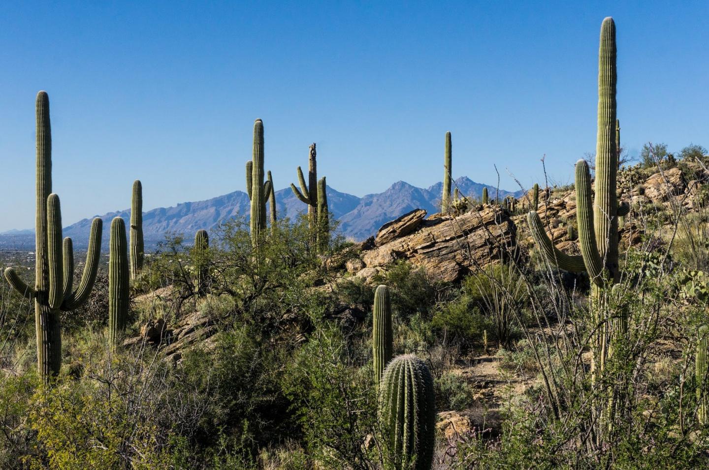 Desert landscape with tall cacti and distant mountains under a clear blue sky.