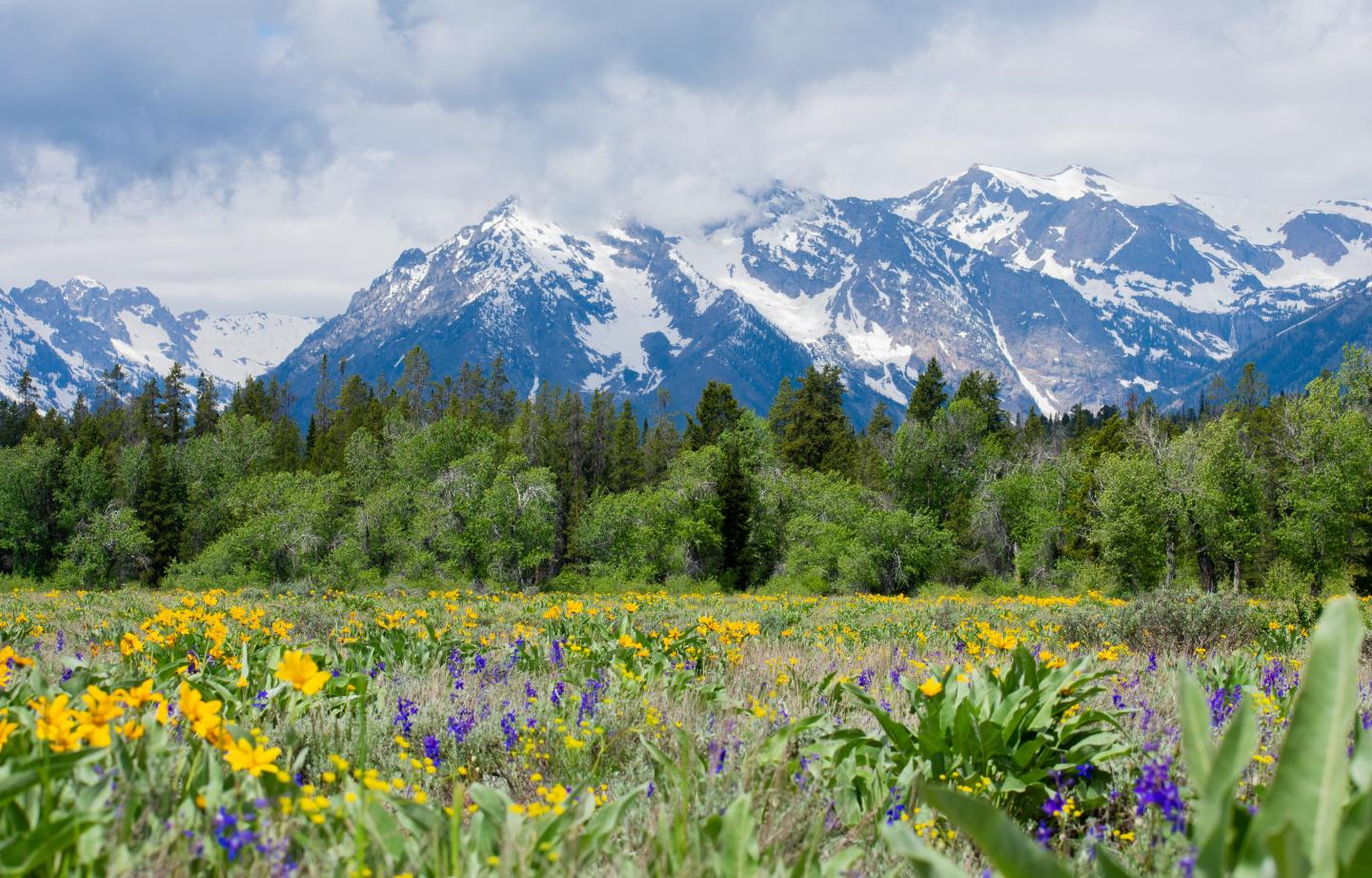 Field of wildflowers with snowy mountains in the background.