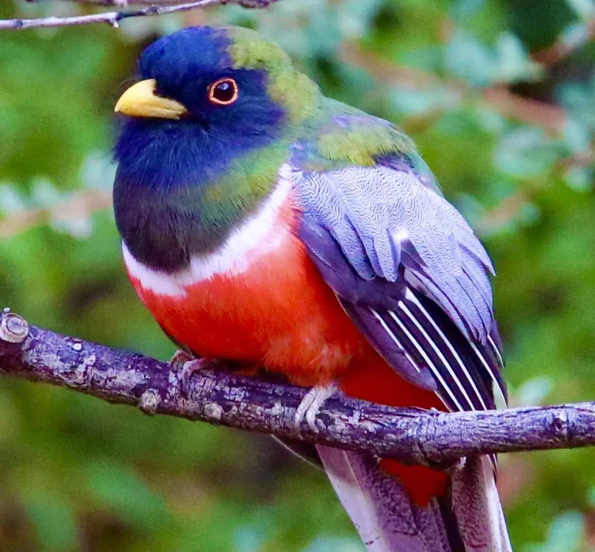 Colorful bird with red belly and green, blue, and white feathers perched on a branch.