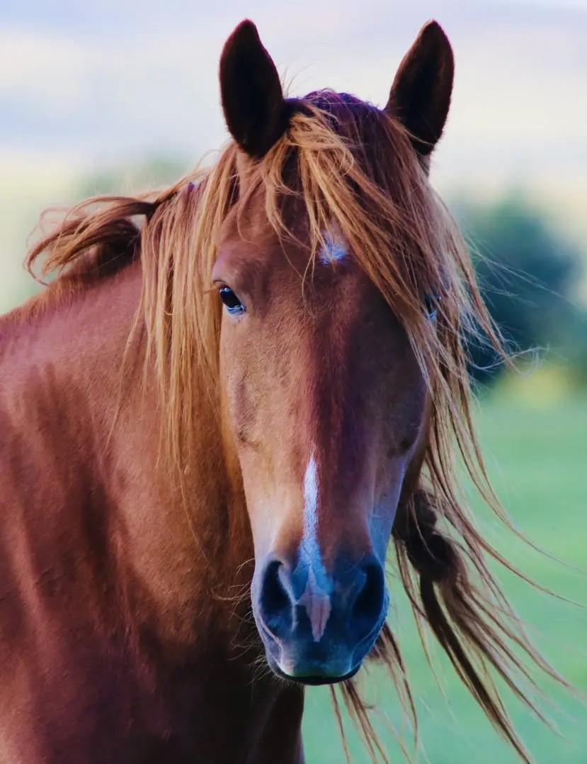 Chestnut horse with a long mane in a grassy field.
