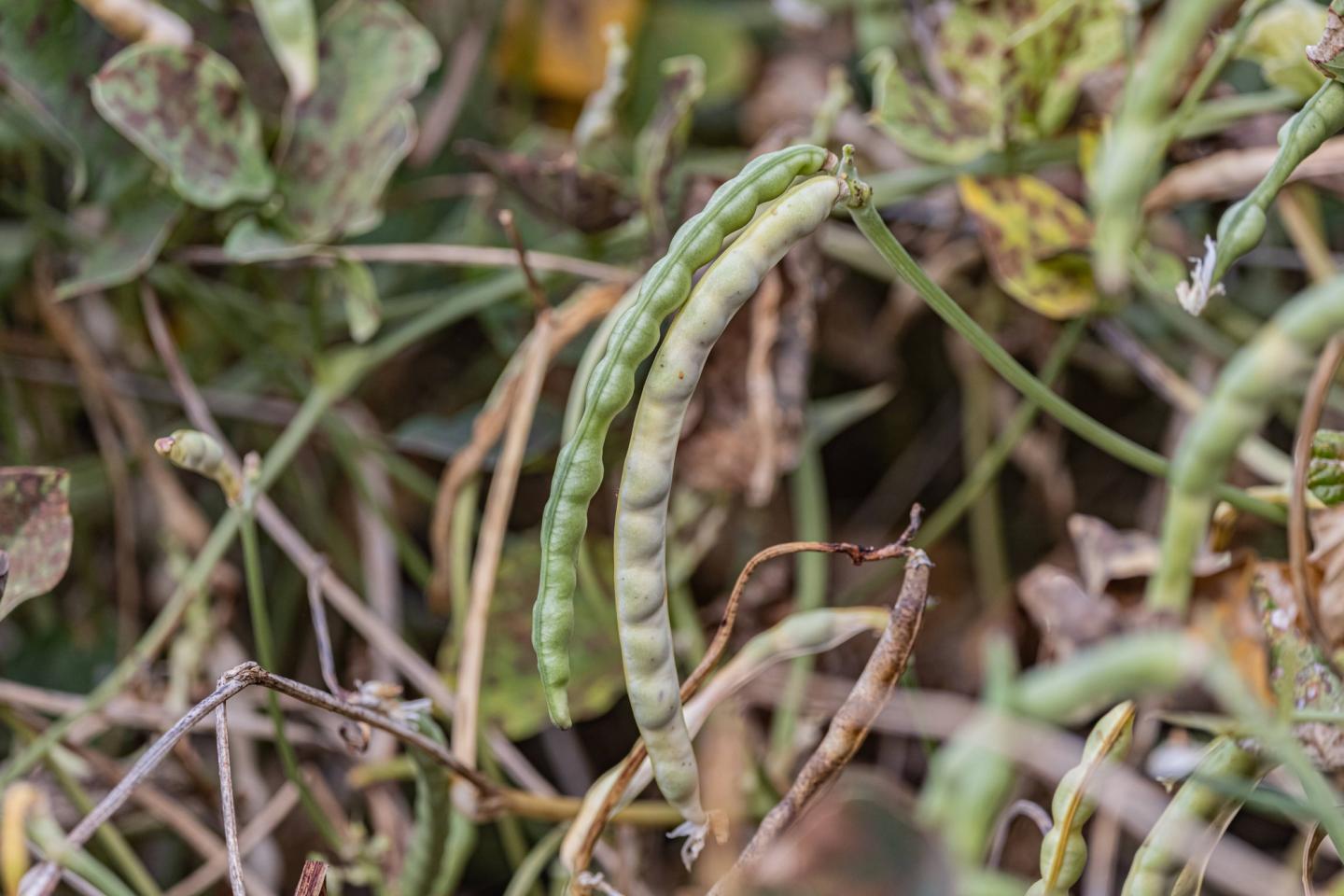 Green beans growing on a vine among leaves.