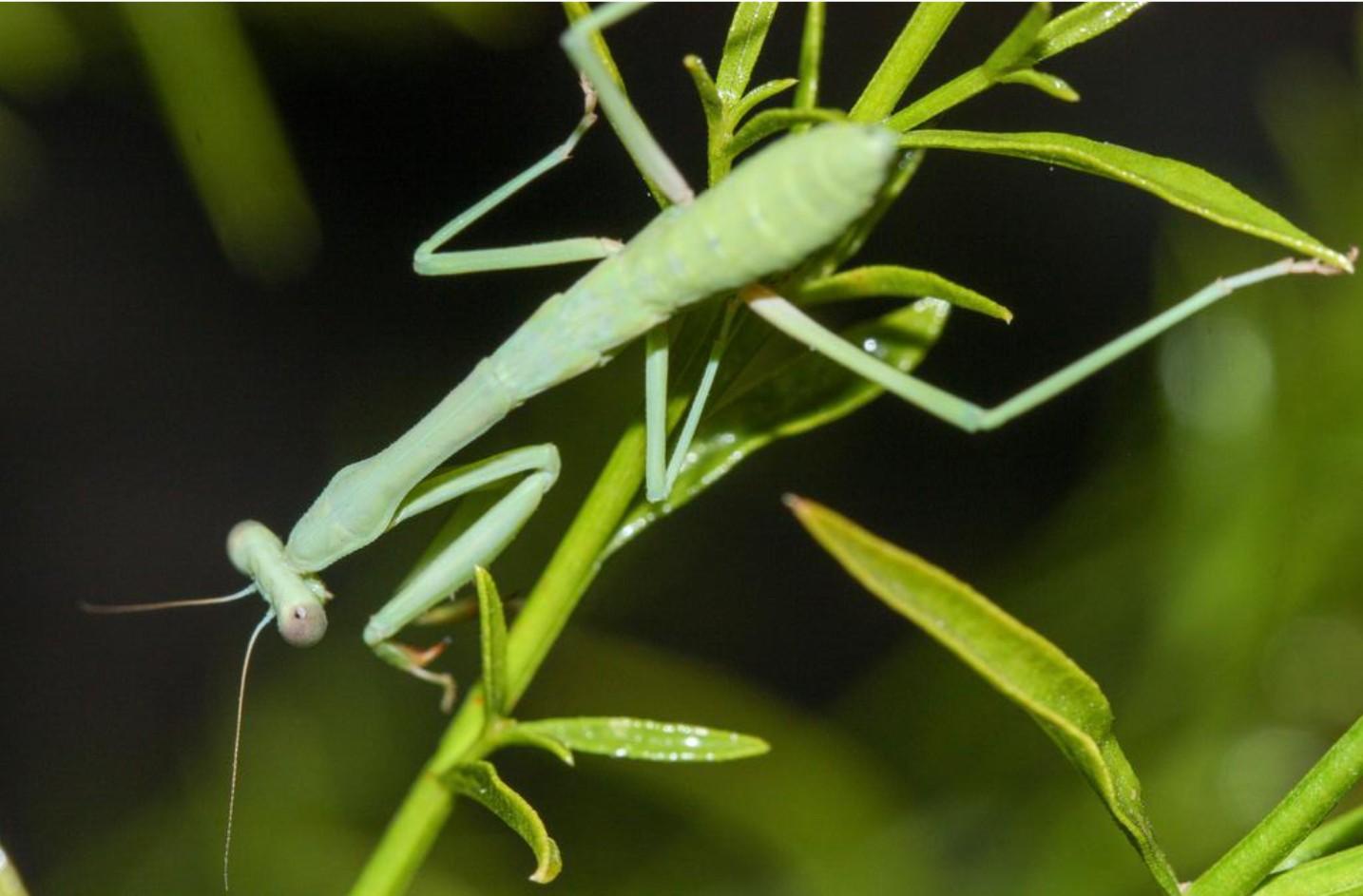 Praying mantis on green branch.
