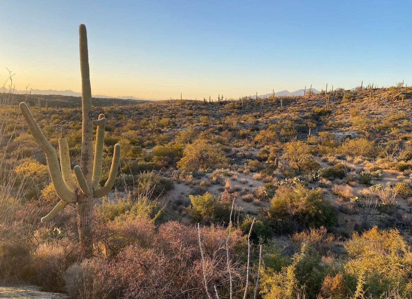 Desert landscape with a tall cactus at sunset.