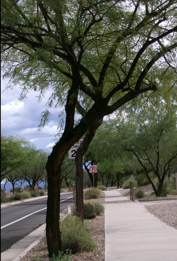 Tree-lined sidewalk beside a road under a cloudy sky.