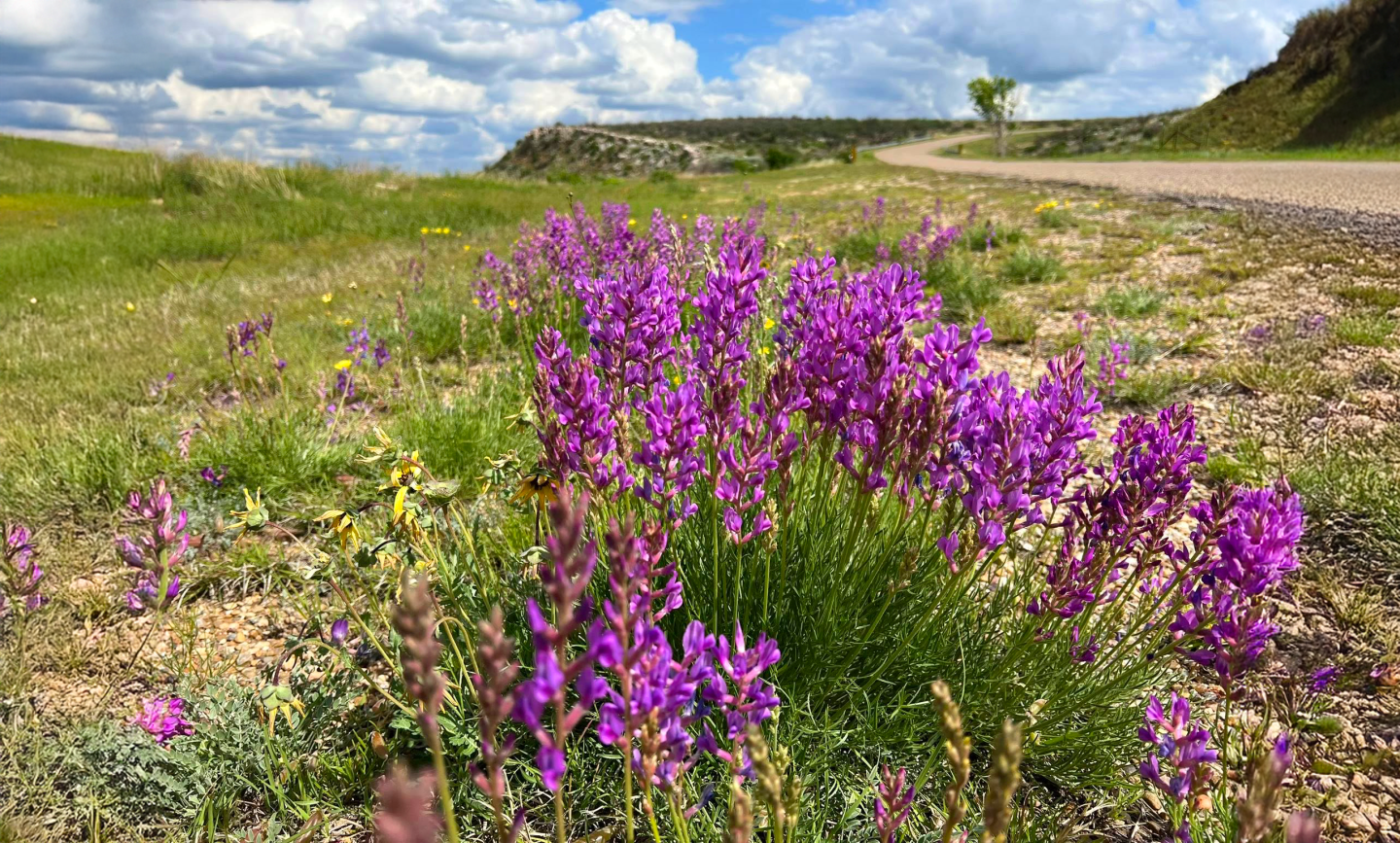 Purple wildflowers by a rural road under a blue sky with clouds.