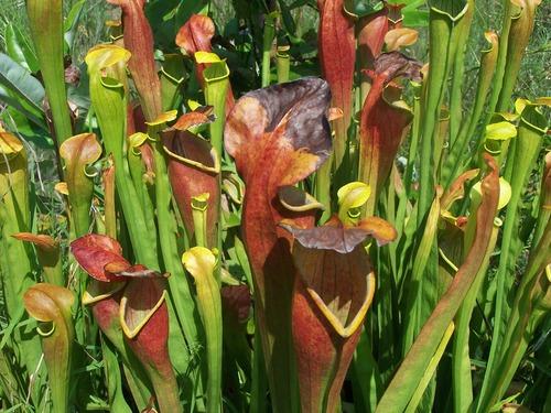 Pitcher plants with tall green and red tubular leaves.