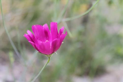 Purple flower in focus against a blurred green background.