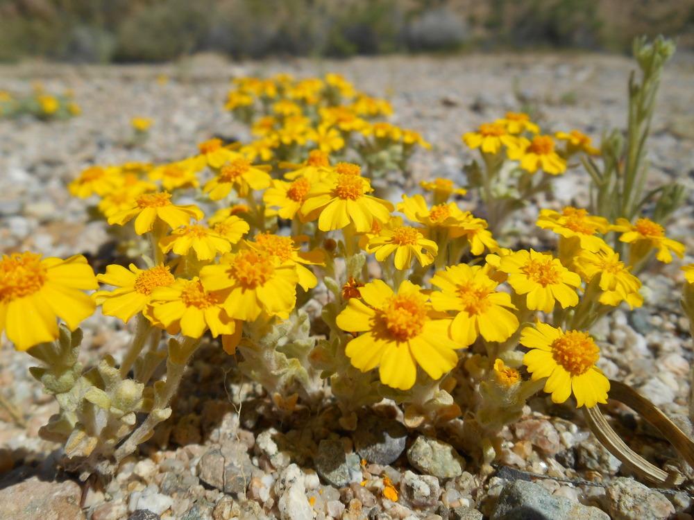 Bright yellow wildflowers bloom on a rocky desert floor.
