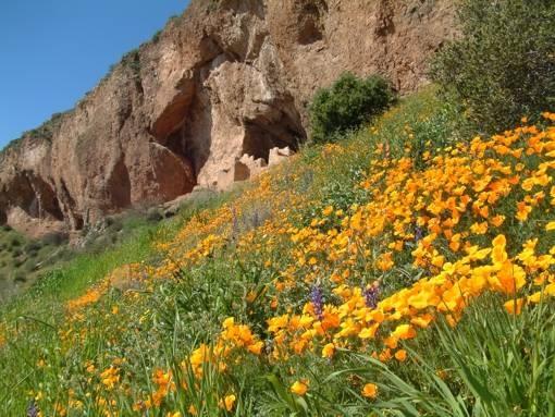 Rocky cliff with vibrant orange wildflowers in the foreground under a clear blue sky.