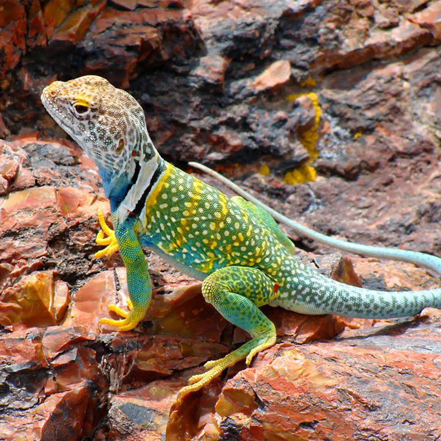 Colorful lizard with spots on a rocky surface.